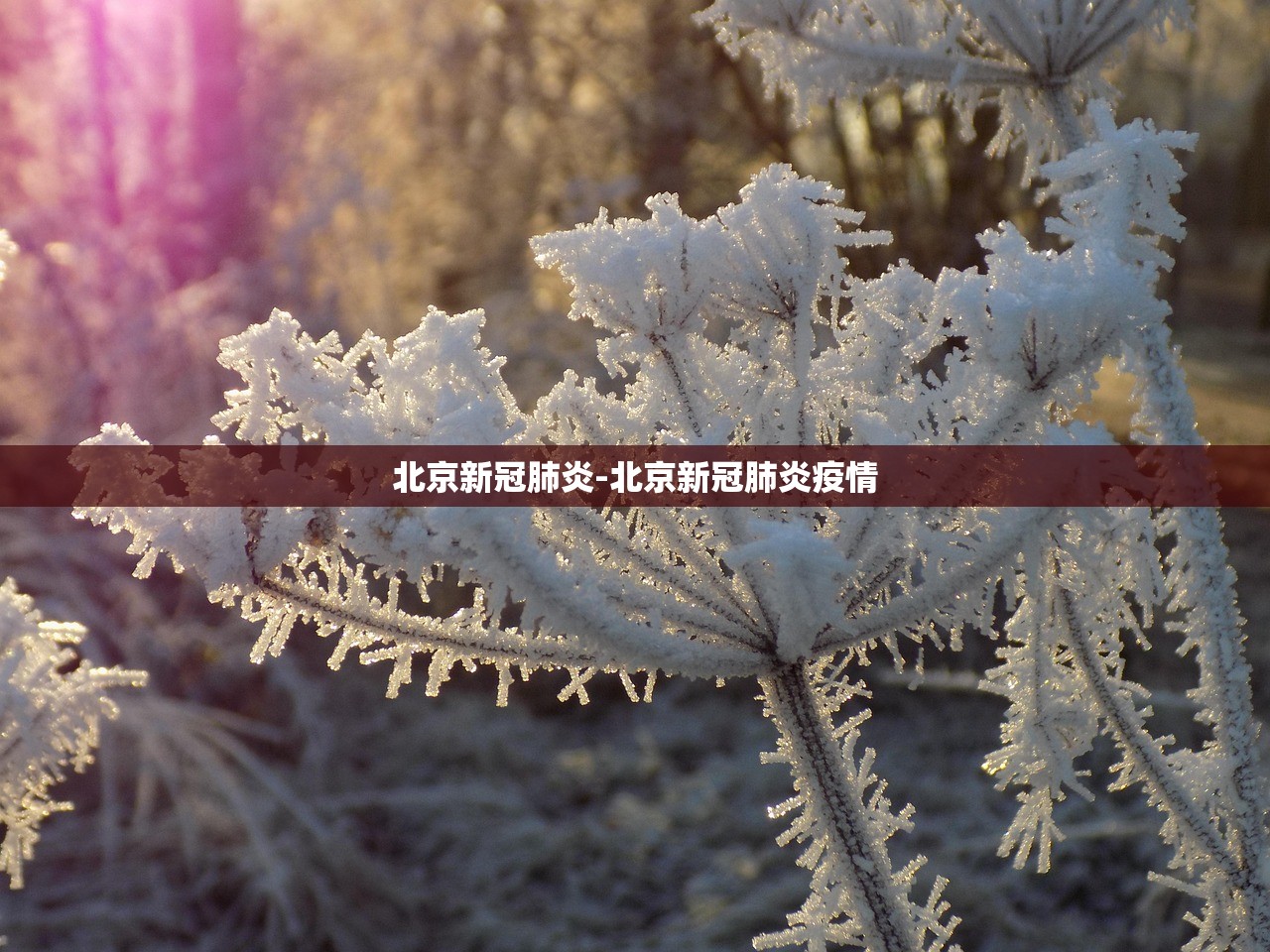 北京新冠肺炎-北京新冠肺炎疫情 北京新冠肺炎-北京新冠肺炎疫情