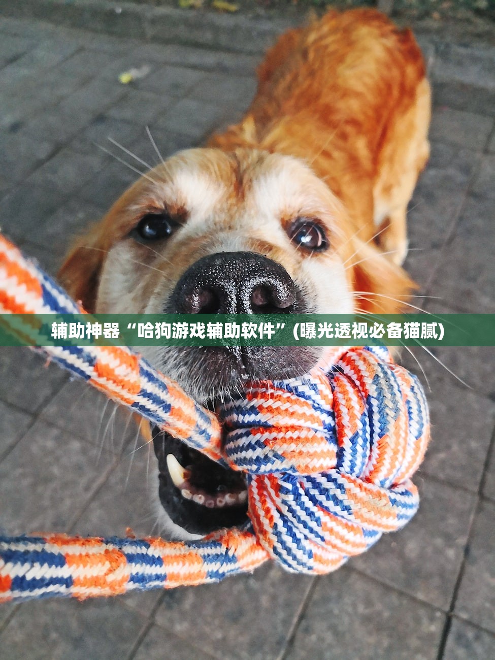 辅助神器“哈狗游戏辅助软件	”(曝光透视必备猫腻)
