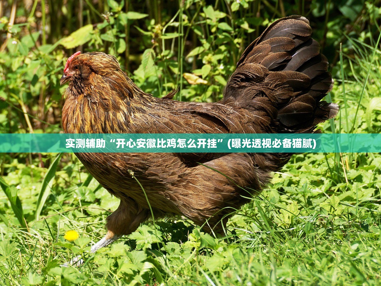 实测辅助“开心安徽比鸡怎么开挂	”(曝光透视必备猫腻)
