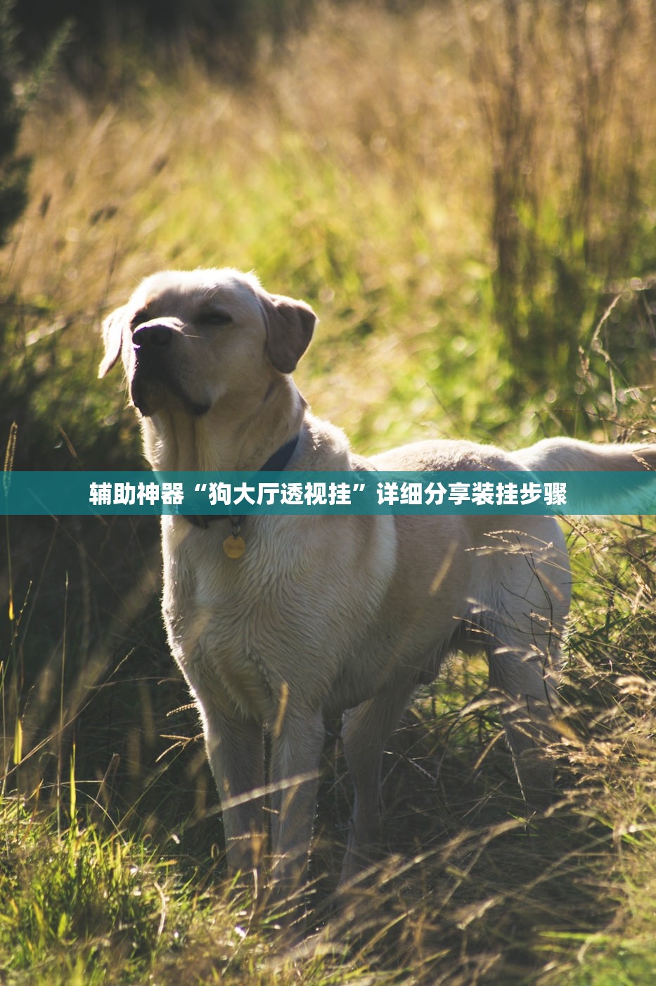 教程解析“皇豪互娱拼三张透视挂辅助下载”2026开挂教程步骤