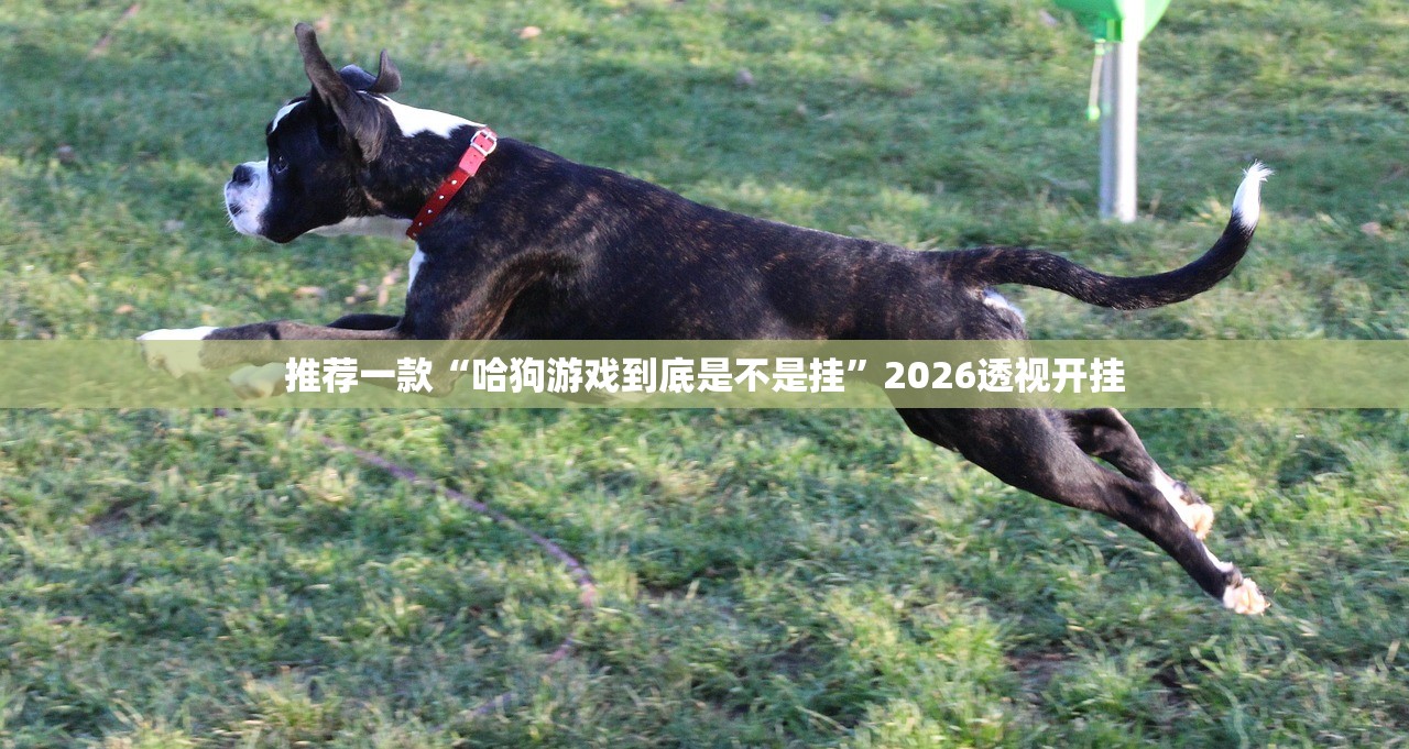 推荐一款“哈狗游戏到底是不是挂”2026透视开挂