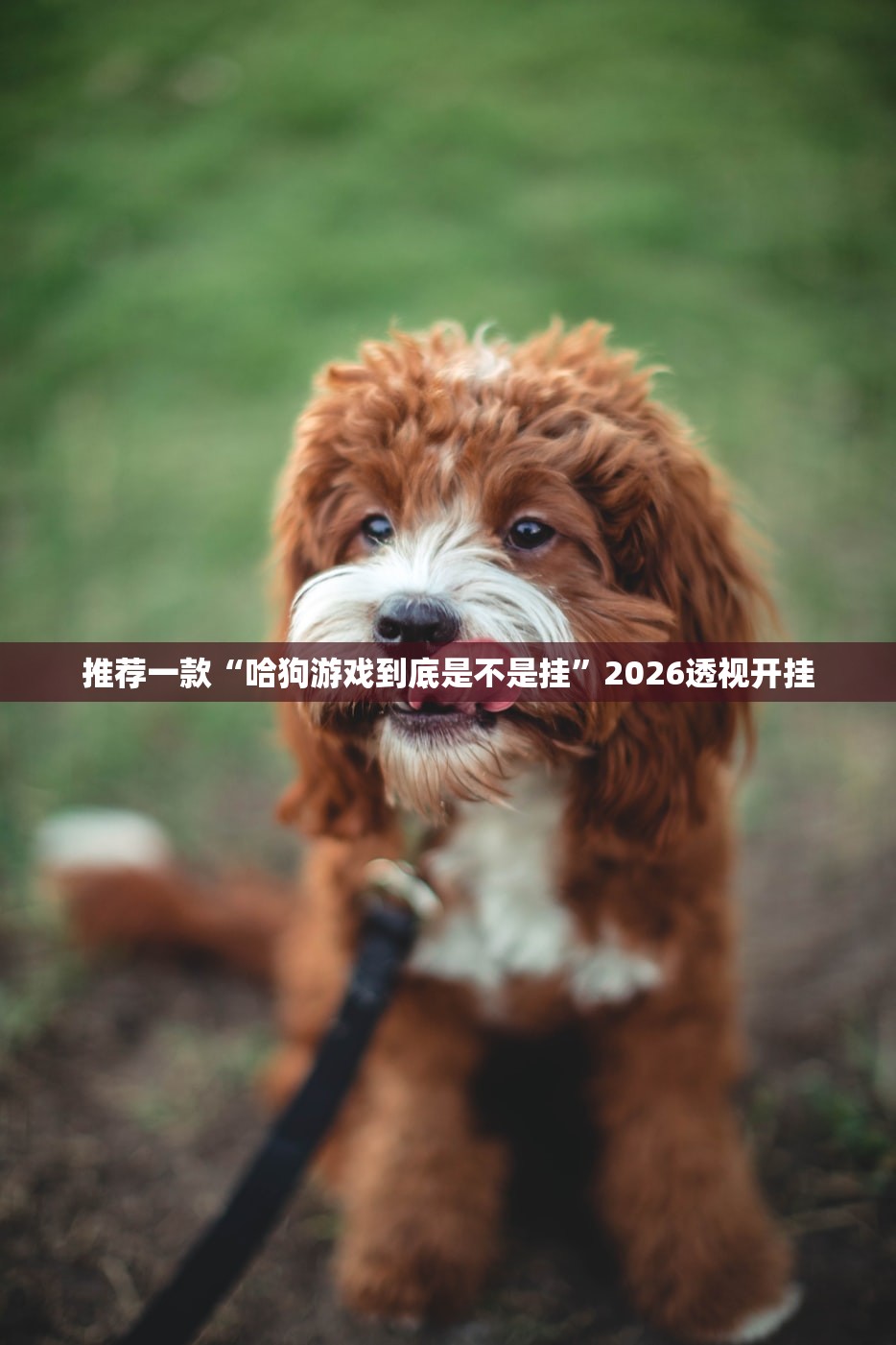 推荐一款“哈狗游戏到底是不是挂	”2026透视开挂