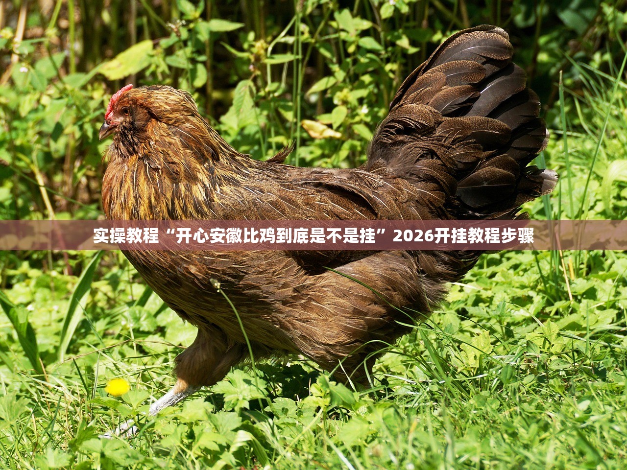 实操教程“开心安徽比鸡到底是不是挂”2026开挂教程步骤