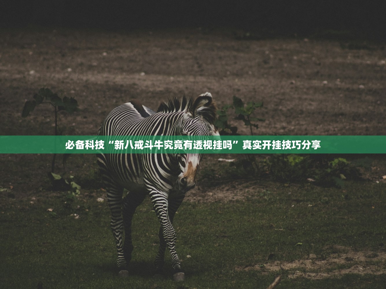 必备科技“新八戒斗牛究竟有透视挂吗”真实开挂技巧分享