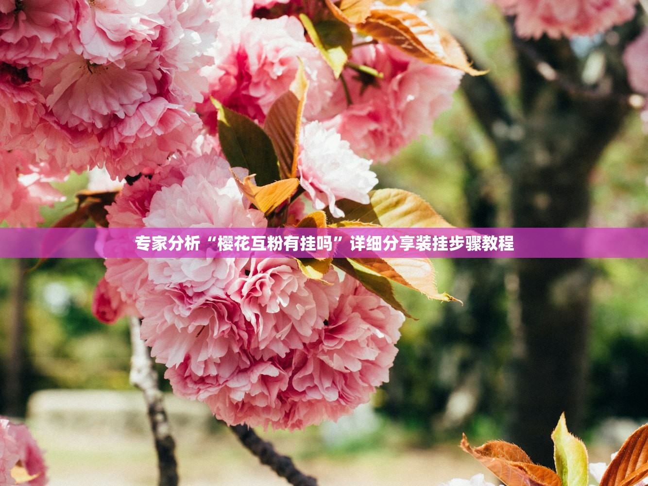 专家分析“樱花互粉有挂吗”详细分享装挂步骤教程