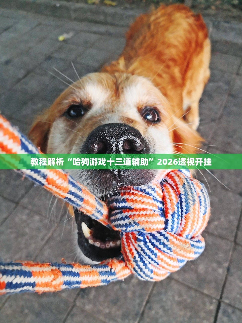 教程解析“哈狗游戏十三道辅助	”2026透视开挂
