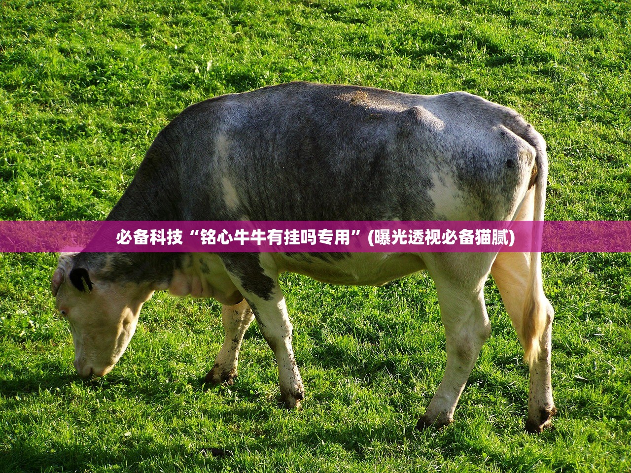 必备科技“铭心牛牛有挂吗专用”(曝光透视必备猫腻)