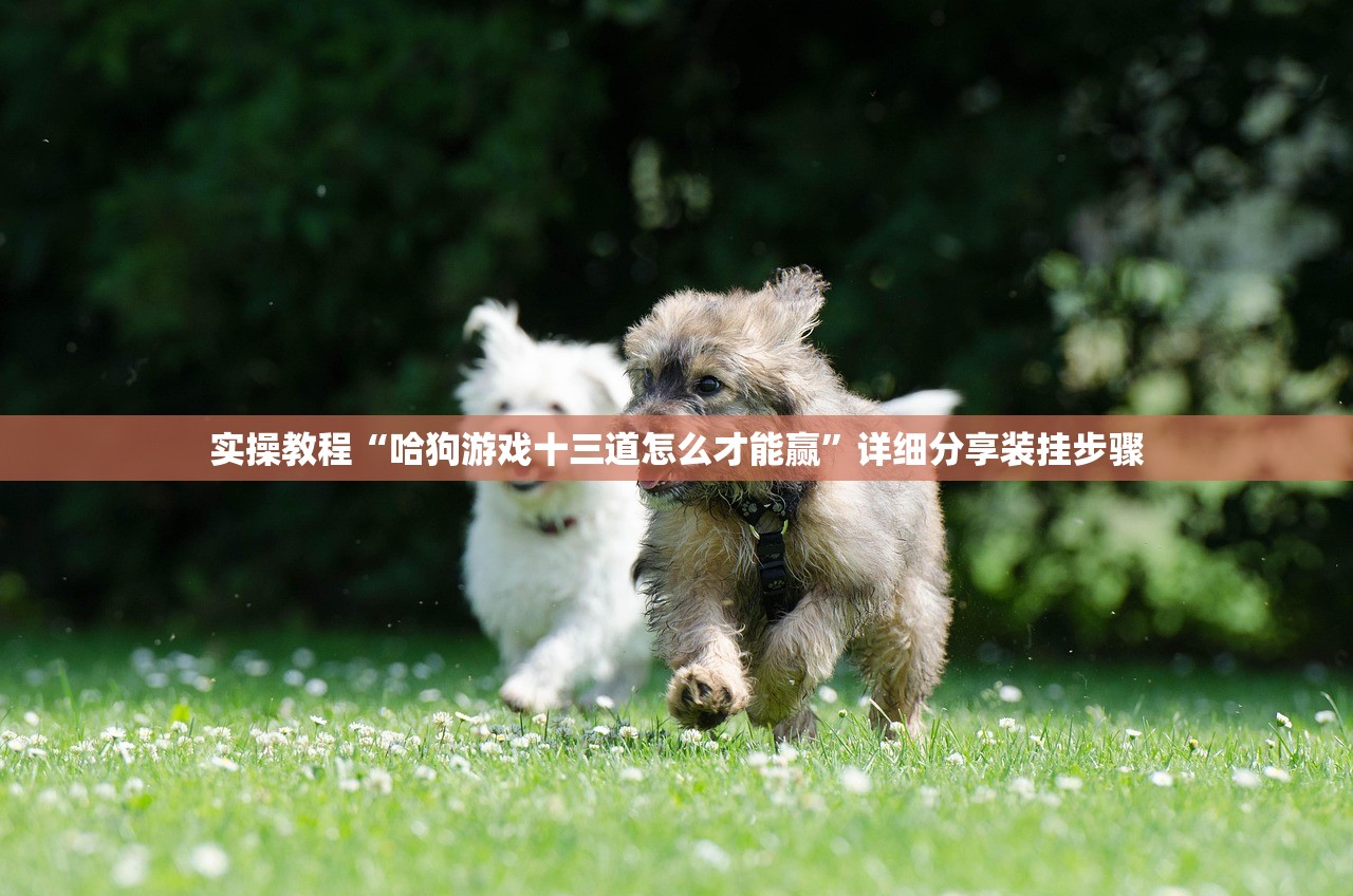 实操教程“哈狗游戏十三道怎么才能赢”详细分享装挂步骤